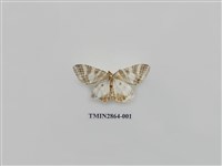 藏品(尺蛾590)的圖片